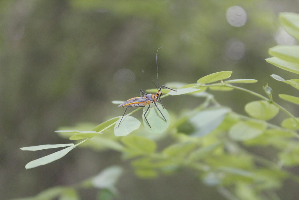Repipta fuscipes