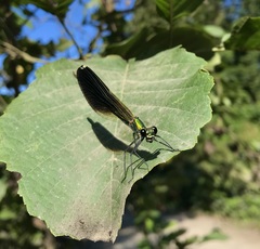 Calopteryx splendens intermedia