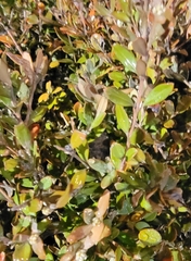 Buxus