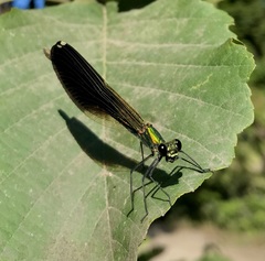 Calopteryx splendens intermedia