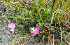 Podalyria biflora
