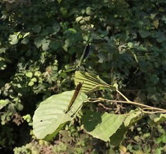 Calopteryx splendens intermedia