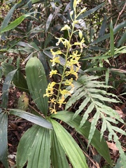 Cephalantheropsis obcordata