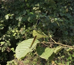 Calopteryx splendens intermedia