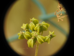 Smyrnium olusatrum