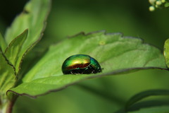 Chrysolina herbacea