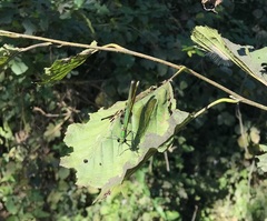 Calopteryx splendens intermedia