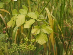 Smyrnium olusatrum
