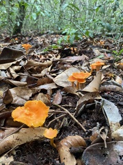 Cantharellus guyanensis