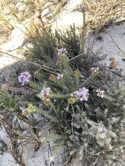 Disparago ericoides