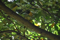 Iole indica