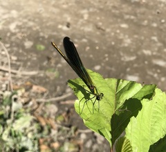 Calopteryx splendens intermedia