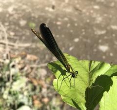 Calopteryx splendens intermedia