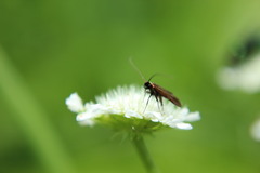 Cauchas rufimitrella