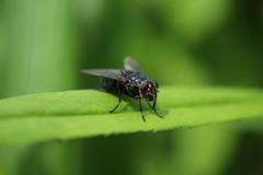 Calliphora vomitoria