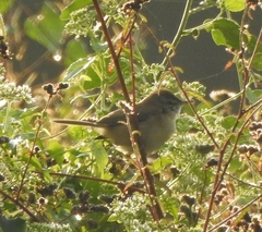 Acrocephalus dumetorum