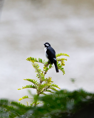 Sporophila lineola