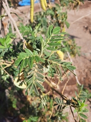 Senna candolleana