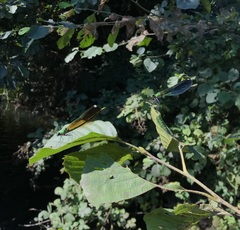 Calopteryx splendens intermedia