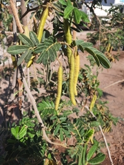 Senna candolleana