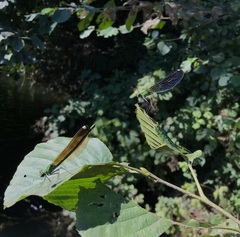 Calopteryx splendens intermedia