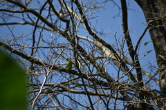 Psilopogon rubricapillus