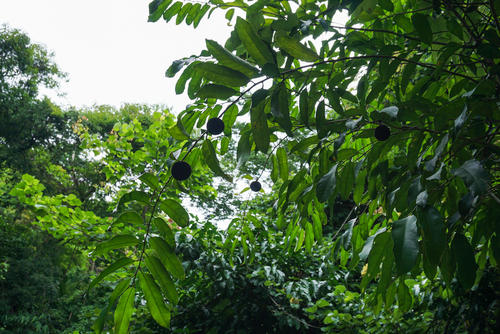 Hydnocarpus ilicifolius observed 2017-06-12