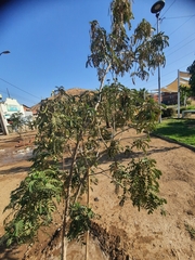 Senna candolleana