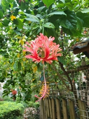Hibiscus schizopetalus
