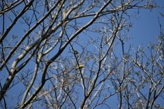 Zosterops palpebrosus