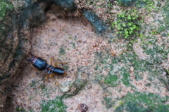 Macrotermes carbonarius