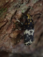 Basitropis relicta