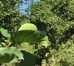 Calopteryx splendens intermedia