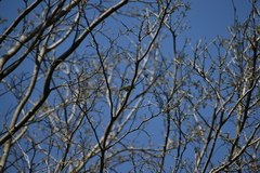 Zosterops palpebrosus