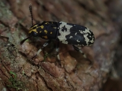 Basitropis relicta