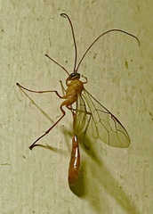 Enicospilus