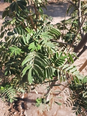 Senna candolleana