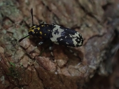 Basitropis relicta