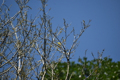 Zosterops palpebrosus