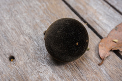 Hydnocarpus ilicifolius