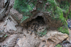 Macrotermes carbonarius