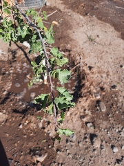 Schinus latifolia
