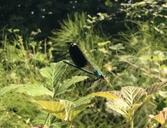 Calopteryx splendens intermedia