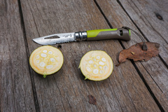 Hydnocarpus ilicifolius