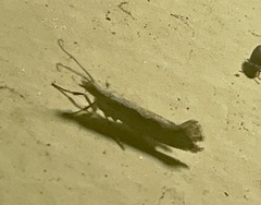 Plutella xylostella-australiana