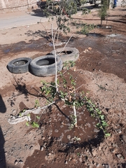 Schinus latifolia