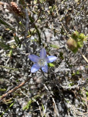 Roella prostrata