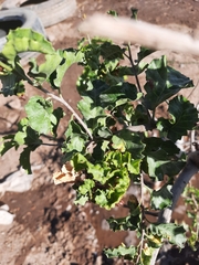 Schinus latifolia