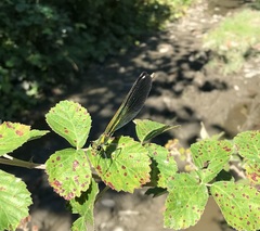 Calopteryx splendens intermedia