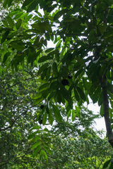 Hydnocarpus ilicifolius